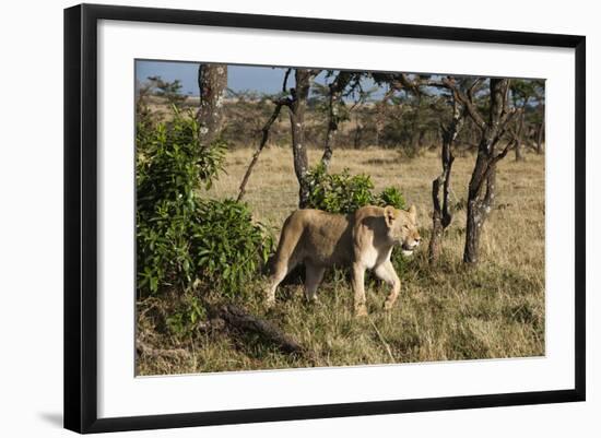 Lion, Masai Mara, Kenya-Sergio Pitamitz-Framed Photographic Print