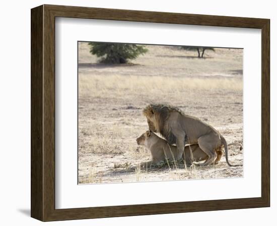 Lion Mating, Kgalagadi Transfrontier Park, South Africa-James Hager-Framed Photographic Print