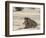 Lion Mating, Kgalagadi Transfrontier Park, South Africa-James Hager-Framed Photographic Print