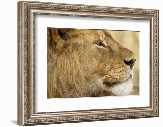 Lion, Ngorongoro Conservation Area, Tanzania-null-Framed Photographic Print