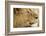 Lion, Ngorongoro Conservation Area, Tanzania-null-Framed Photographic Print