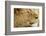 Lion, Ngorongoro Conservation Area, Tanzania-null-Framed Photographic Print