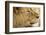 Lion, Ngorongoro Conservation Area, Tanzania-null-Framed Photographic Print