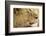 Lion, Ngorongoro Conservation Area, Tanzania-null-Framed Photographic Print