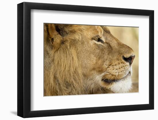 Lion, Ngorongoro Conservation Area, Tanzania--Framed Photographic Print