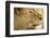 Lion, Ngorongoro Conservation Area, Tanzania-null-Framed Photographic Print