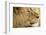 Lion, Ngorongoro Conservation Area, Tanzania-null-Framed Photographic Print