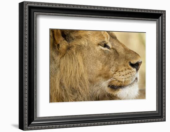 Lion, Ngorongoro Conservation Area, Tanzania-null-Framed Photographic Print