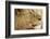 Lion, Ngorongoro Conservation Area, Tanzania-null-Framed Photographic Print