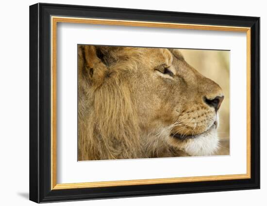 Lion, Ngorongoro Conservation Area, Tanzania-null-Framed Photographic Print