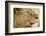 Lion, Ngorongoro Conservation Area, Tanzania-null-Framed Photographic Print