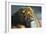 Lion of Judah-Spencer Williams-Framed Giclee Print