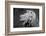 Lion of the Art Institute Chicago BW-Steve Gadomski-Framed Photographic Print