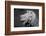 Lion of the Art Institute Chicago BW-Steve Gadomski-Framed Photographic Print