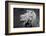 Lion of the Art Institute Chicago BW-Steve Gadomski-Framed Photographic Print