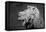 Lion of the Art Institute Chicago BW-Steve Gadomski-Framed Premier Image Canvas