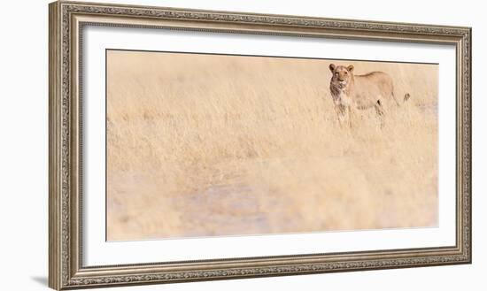 Lion, Okavango Delta, Botswana, Africa-Karen Deakin-Framed Photographic Print