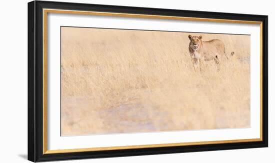 Lion, Okavango Delta, Botswana, Africa-Karen Deakin-Framed Photographic Print