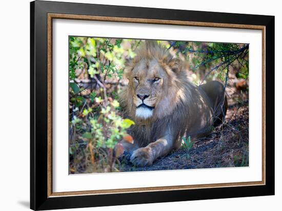 Lion, Okavango Delta, Botswana, Africa-Karen Deakin-Framed Photographic Print