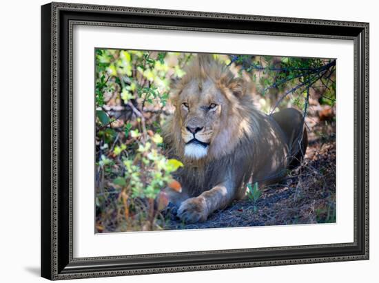 Lion, Okavango Delta, Botswana, Africa-Karen Deakin-Framed Photographic Print