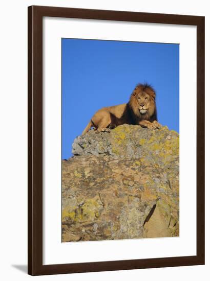 Lion on Rocks-DLILLC-Framed Photographic Print