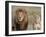 Lion Pair (Panthera Leo), Masai Mara National Reserve, Kenya, East Africa, Africa-Sergio Pitamitz-Framed Photographic Print