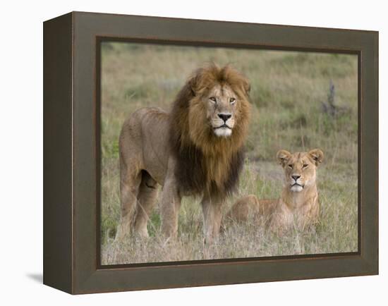 Lion Pair (Panthera Leo), Masai Mara National Reserve, Kenya, East Africa, Africa-Sergio Pitamitz-Framed Premier Image Canvas