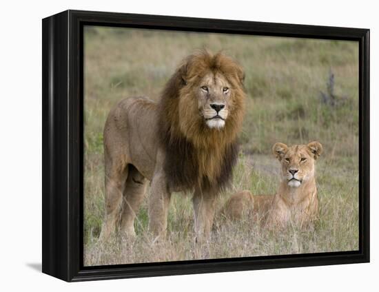 Lion Pair (Panthera Leo), Masai Mara National Reserve, Kenya, East Africa, Africa-Sergio Pitamitz-Framed Premier Image Canvas