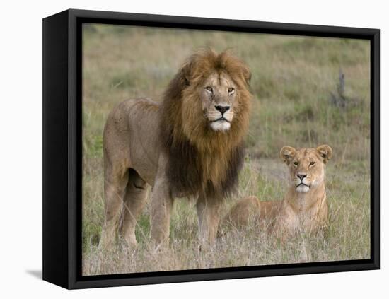 Lion Pair (Panthera Leo), Masai Mara National Reserve, Kenya, East Africa, Africa-Sergio Pitamitz-Framed Premier Image Canvas