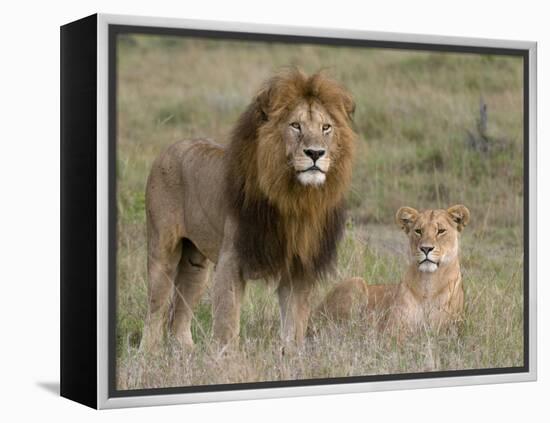 Lion Pair (Panthera Leo), Masai Mara National Reserve, Kenya, East Africa, Africa-Sergio Pitamitz-Framed Premier Image Canvas