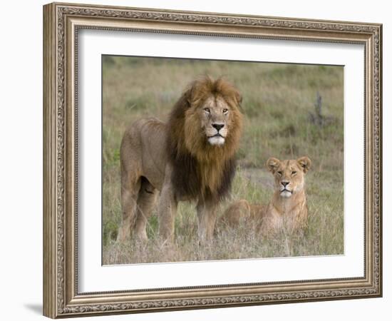 Lion Pair (Panthera Leo), Masai Mara National Reserve, Kenya, East Africa, Africa-Sergio Pitamitz-Framed Photographic Print