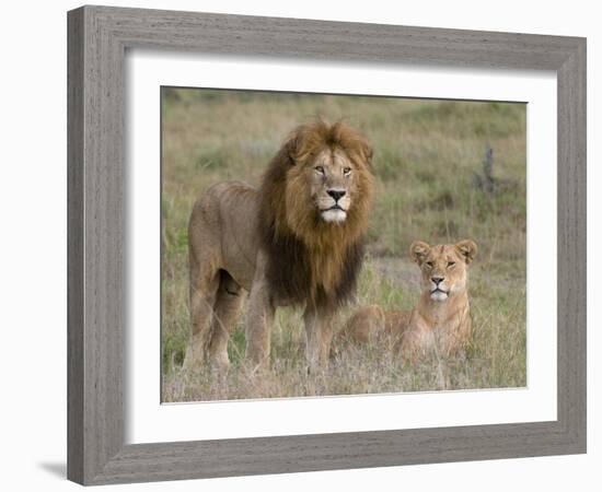 Lion Pair (Panthera Leo), Masai Mara National Reserve, Kenya, East Africa, Africa-Sergio Pitamitz-Framed Photographic Print