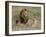 Lion Pair (Panthera Leo), Masai Mara National Reserve, Kenya, East Africa, Africa-Sergio Pitamitz-Framed Photographic Print