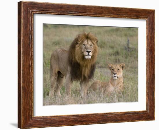 Lion Pair (Panthera Leo), Masai Mara National Reserve, Kenya, East Africa, Africa-Sergio Pitamitz-Framed Photographic Print