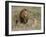 Lion Pair (Panthera Leo), Masai Mara National Reserve, Kenya, East Africa, Africa-Sergio Pitamitz-Framed Photographic Print