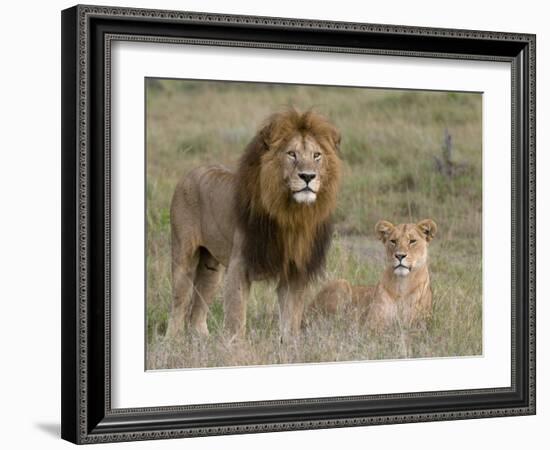 Lion Pair (Panthera Leo), Masai Mara National Reserve, Kenya, East Africa, Africa-Sergio Pitamitz-Framed Photographic Print