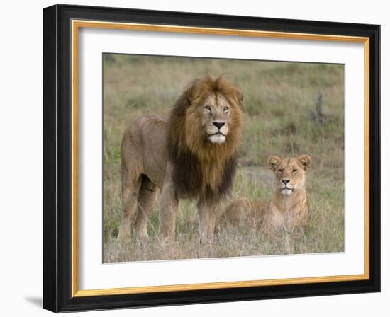 Lion Pair (Panthera Leo), Masai Mara National Reserve, Kenya, East Africa, Africa-Sergio Pitamitz-Framed Photographic Print