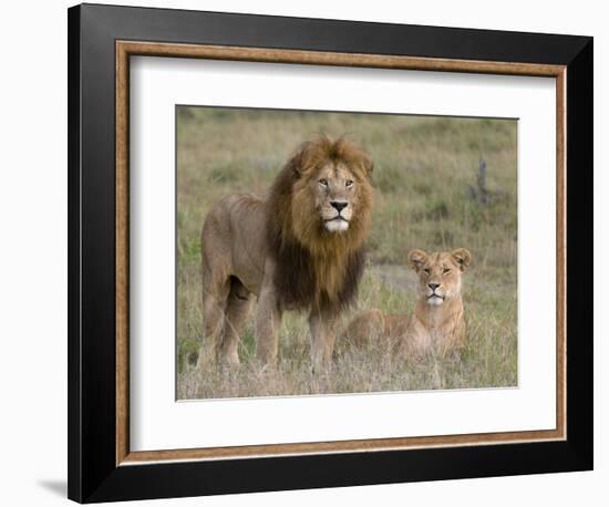 Lion Pair (Panthera Leo), Masai Mara National Reserve, Kenya, East Africa, Africa-Sergio Pitamitz-Framed Photographic Print