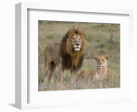 Lion Pair (Panthera Leo), Masai Mara National Reserve, Kenya, East Africa, Africa-Sergio Pitamitz-Framed Photographic Print