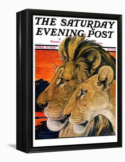 "Lion Pair," Saturday Evening Post Cover, April 27, 1929-Paul Bransom-Framed Premier Image Canvas