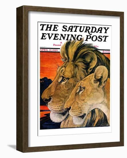 "Lion Pair," Saturday Evening Post Cover, April 27, 1929-Paul Bransom-Framed Giclee Print