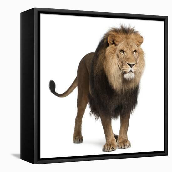 Lion, Panthera Leo, 8 Years Old, Standing in Front of White Background-Life on White-Framed Premier Image Canvas