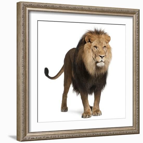 Lion, Panthera Leo, 8 Years Old, Standing in Front of White Background-Life on White-Framed Photographic Print