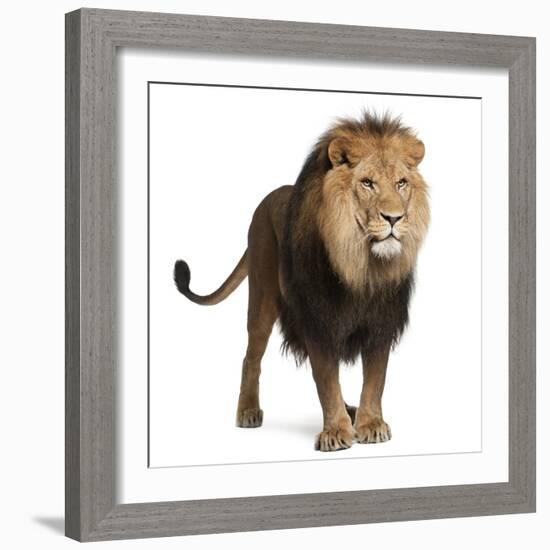 Lion, Panthera Leo, 8 Years Old, Standing in Front of White Background-Life on White-Framed Photographic Print