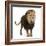 Lion, Panthera Leo, 8 Years Old, Standing in Front of White Background-Life on White-Framed Photographic Print