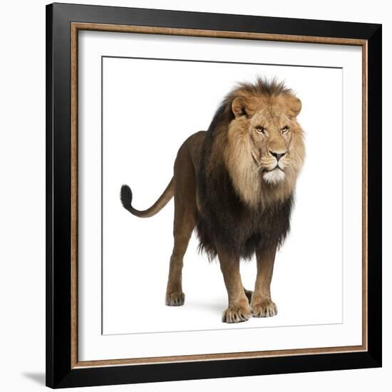 Lion, Panthera Leo, 8 Years Old, Standing in Front of White Background-Life on White-Framed Photographic Print