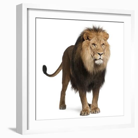 Lion, Panthera Leo, 8 Years Old, Standing in Front of White Background-Life on White-Framed Photographic Print