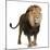 Lion, Panthera Leo, 8 Years Old, Standing in Front of White Background-Life on White-Mounted Photographic Print