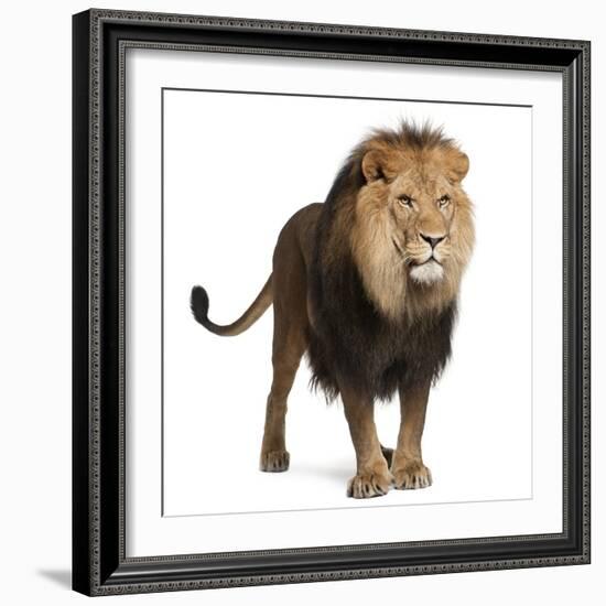 Lion, Panthera Leo, 8 Years Old, Standing in Front of White Background-Life on White-Framed Photographic Print