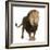 Lion, Panthera Leo, 8 Years Old, Standing in Front of White Background-Life on White-Framed Photographic Print